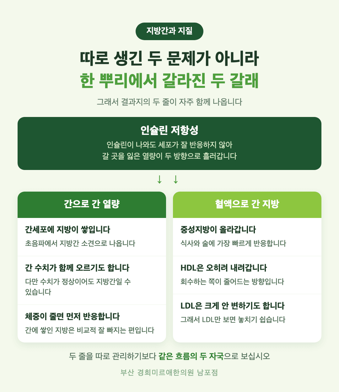 지방간과 이상지질혈증이 인슐린 저항성이라는 한 뿌리에서 갈라지는 과정 인포그래픽