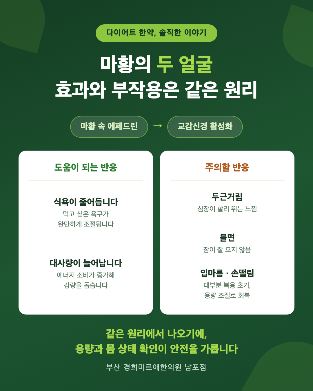 다이어트 한약 마황의 두 얼굴 — 효과와 부작용이 같은 교감신경 활성화 원리에서 나오는 구조 인포그래픽