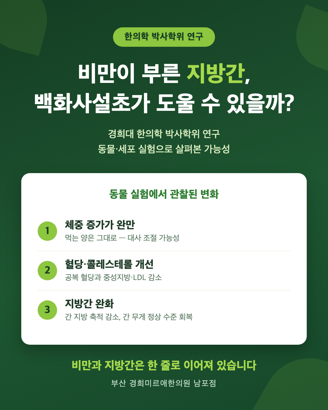 비만이 부른 지방간, 백화사설초가 도울 수 있을까 — 제 박사학위 연구 이야기